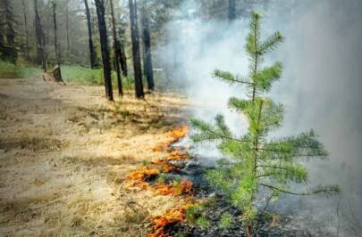 Wildfirepreventioncampaign websiteartical 1400x788 v4